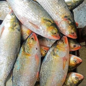 ৮ পিস মাছে ৫ কেজি