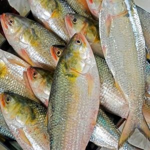 ৬ পিস মাছে ৫ কেজি