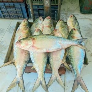৫ পিস মাছে ১০ কেজি