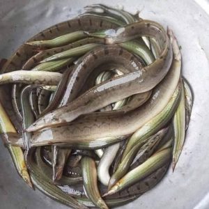 ৫ কেজি বাইন মাছ টাকা