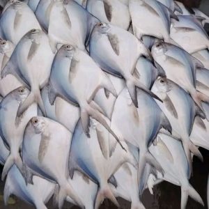 ৫ কেজি টাকা রূপচাঁদা